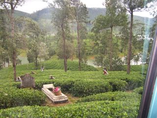 100_0205_-__plantation_de_the.jpg