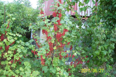 100_7207 Rote Johannisbeer.jpg
