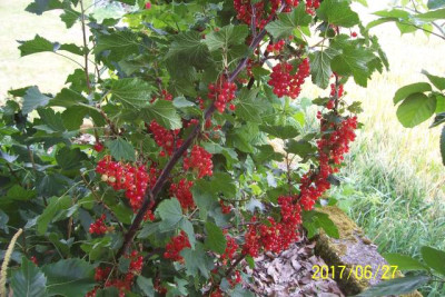 100_7216 Rote Vierländer.jpg