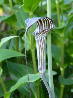 2017-06-26 Arisaema ciliatum  var. liubaense.jpg