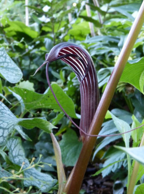 2017-06-26 Arisaema costatum 1.jpg