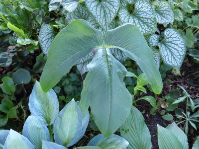 2017-06-26 Arisaema costatum 2.jpg
