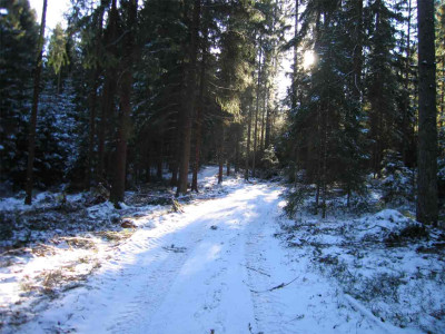 wegkohl4.jpg