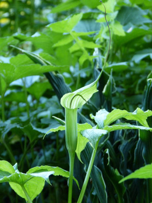 2017-06-26 Arisaema jacquemontii 1.jpg
