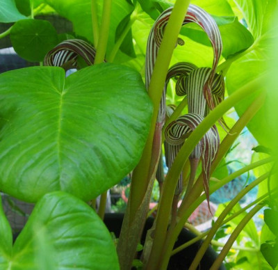 Arisaema-fargesii-2017.jpg