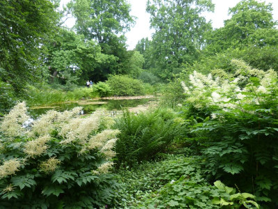 2017-06-17 Hannover Berggarten 37.jpg