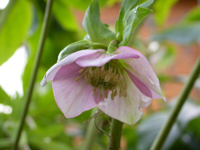 Helleborus_1_8.1.2007.jpg