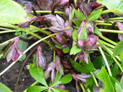 Helleborus_2_8.1.2007.jpg