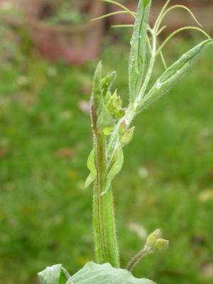 Lathyrus_odoratus_8.1.2007.jpg