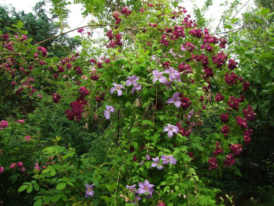 Bleu Magenta.JPG
