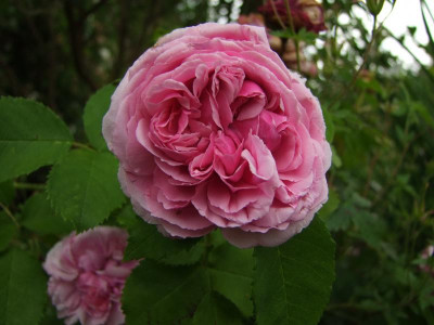 2017_0628vordemRegen0040.jpg