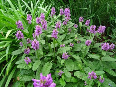 Stachys monnieri Hummelo Juni 2017.JPG