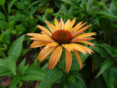 Echinacea purpurea Sämling Juni 2017.JPG