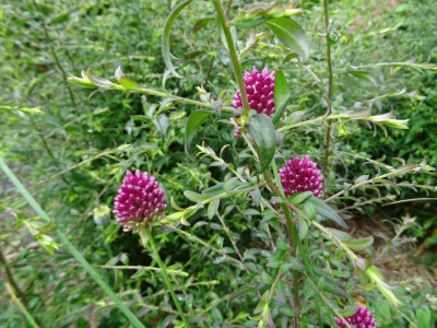 Allium sphaerocephalon Juni 2017.JPG