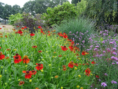 Garten Ende Juni 2017.JPG