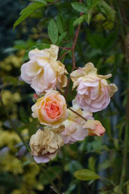 Rose-Ghislaine.14-2.jpg