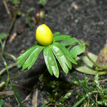 erster_Winterling_07_01_09_a.jpg