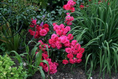 Rose Gärtnerfreude0317.JPG