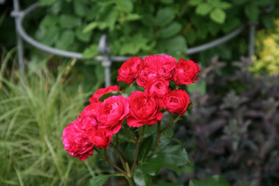 Rose Red Leonardo da Vinci 0217.JPG
