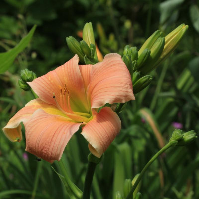 GidW - TD mit Knospen.jpg