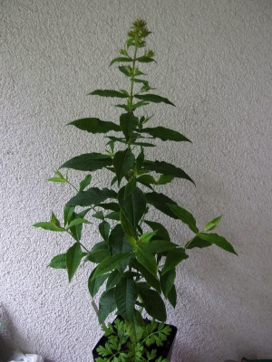 P. paniculata_BGD_P6290169.JPG
