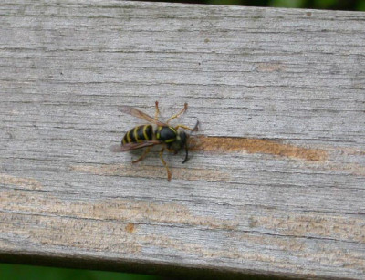 Wasp_eating_my_garden_bench.jpg