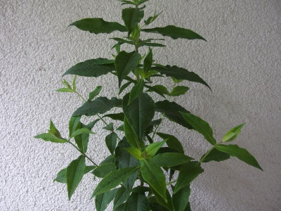 P. paniculata_BGD_P6290166.JPG
