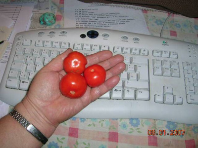 Tomaten_Newskij_aus_06.jpg