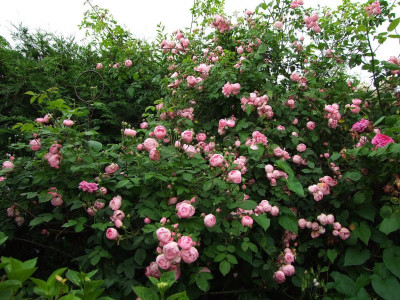2017_0629vordemRegen20053.jpg