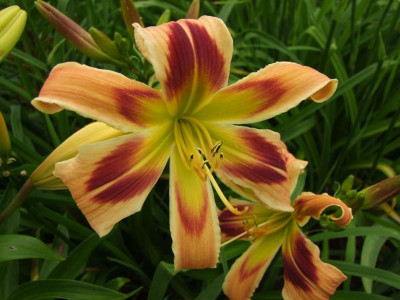 2017_0629vordemRegen20088.JPG