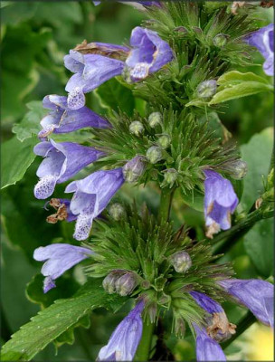 N._subsessilis.JPG