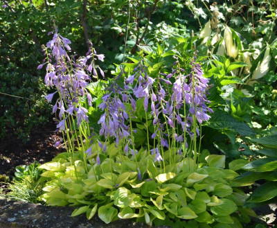 Hosta-WogonGold.17-1.jpg