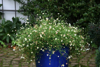 Spanisches Gänseblümchen0115.JPG