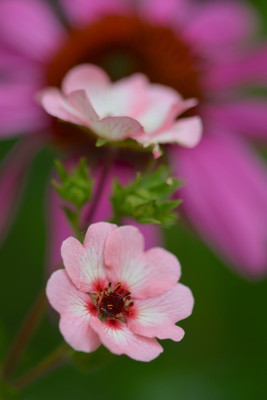 Potentilla  cultorum  'Hopwoodiana' .jpg