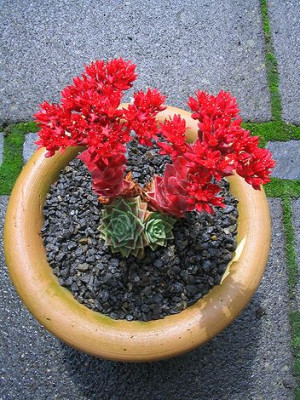 Sedum_sempervivoides.jpg