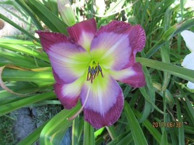 IMG_4712 small.jpg