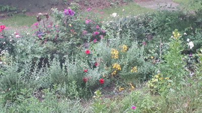20170629_061608.jpg