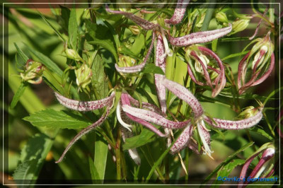 Glockenblume punctata,Pink Oktupus1.jpg