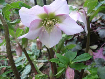 10.1.07._Helleborus_orientalis_Hyb._rosa_019.JPG