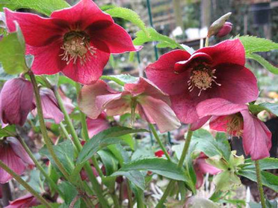 10.1.07._Helleborus_orientalis_Hyb._rot_023.JPG