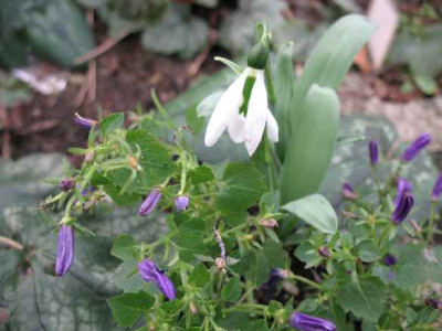 10.1.07._Galanthus_elwesii__031.JPG
