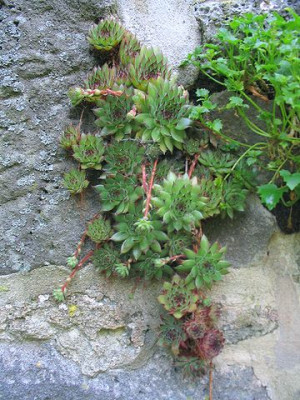 Sempervivum_1.jpg