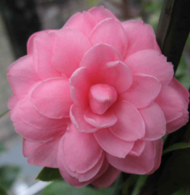 10.1.07._Camellia_japonica_Tiffany_045.JPG