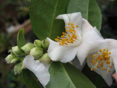 10.1.07._Camellia_Snow_Drop__047.JPG