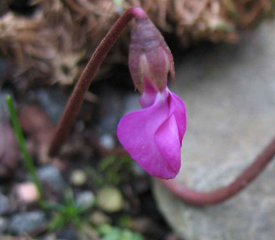 10.1.07.__Cyclamen_025.JPG