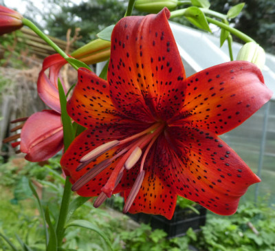 Lilie 'Schellenbaum' 170629.jpg
