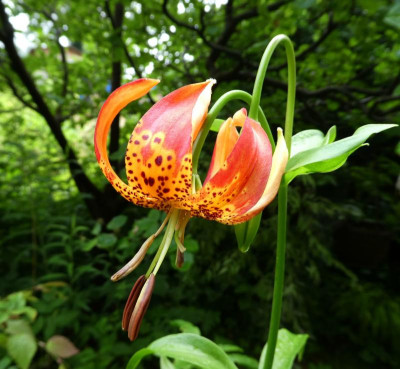 Lilium pardalinum 170627.jpg