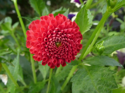 Dahlie 'HIldepuppe' 170629.jpg