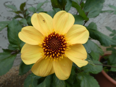 Dahlie 'Madarin' 170629.jpg