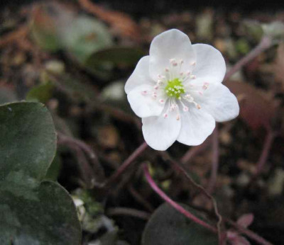 10.1.07._Hepatica_nobilis_Rene__007.JPG